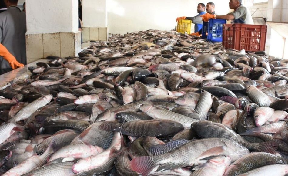 ارتفاع طفيف بأسعار السمك اليوم بالسوق المحلي