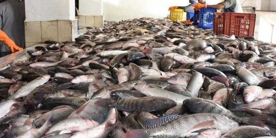 تراجع أسعار الأسماك والمأكولات البحرية اليوم بالسوق المحلي