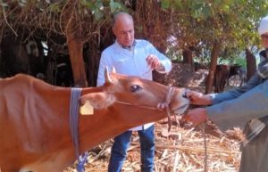 بيطري المنيا: تحصين أكثر من 122 ألف رأس ماشية