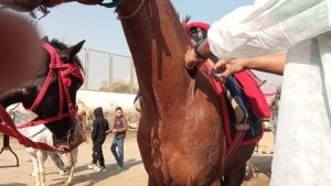 “ضمن فعاليات البرنامج الوطني”.. قوافل بيطرية لفحص وعلاج الخيول والإبل بنزلة السمان