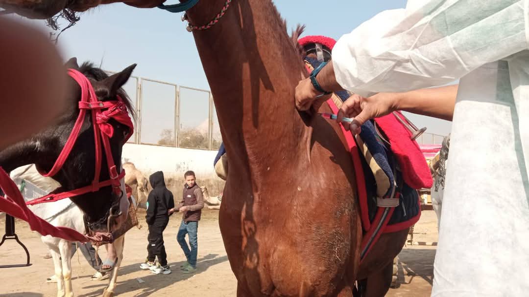 “ضمن فعاليات البرنامج الوطني”.. قوافل بيطرية لفحص وعلاج الخيول والإبل بنزلة السمان