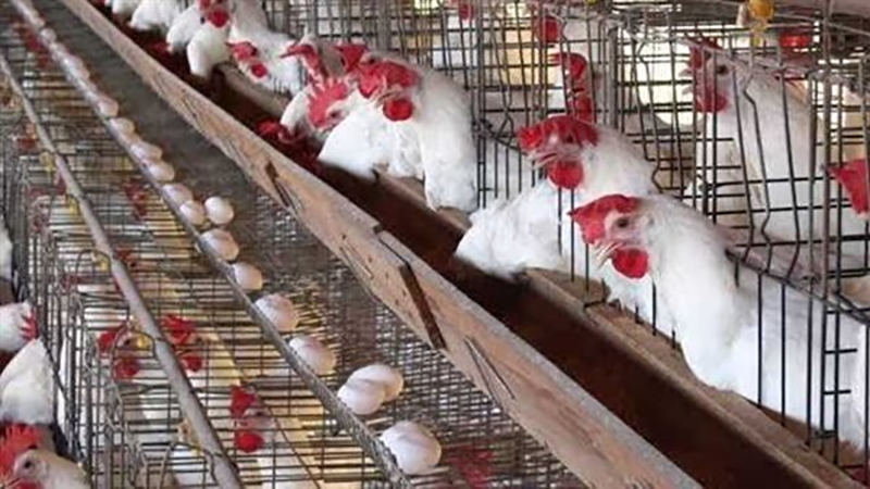 استقرار أسعار الدواجن واللحوم والبيض في الأسواق