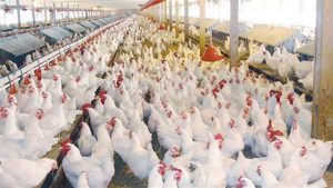 تراجع أسعار الفراخ واستقرار اللحوم قي الأسواق اليوم