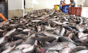 ارتفاع أسعار الأسماك والمأكولات البحرية بالسوق المحلي