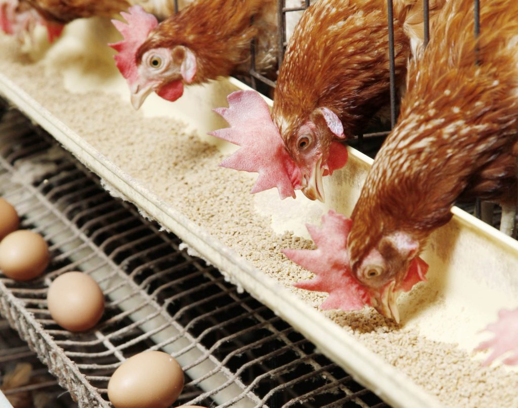 استقرار أسعار الدواجن واللحوم و البيض في الاسواق