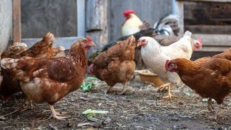 أسعار الدواجن والبيض واللحوم اليوم بالأسواق