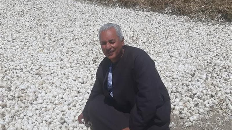 نقيب الفلاحين: تصدير الثوم المجفف يدعم الاقتصاد الوطني