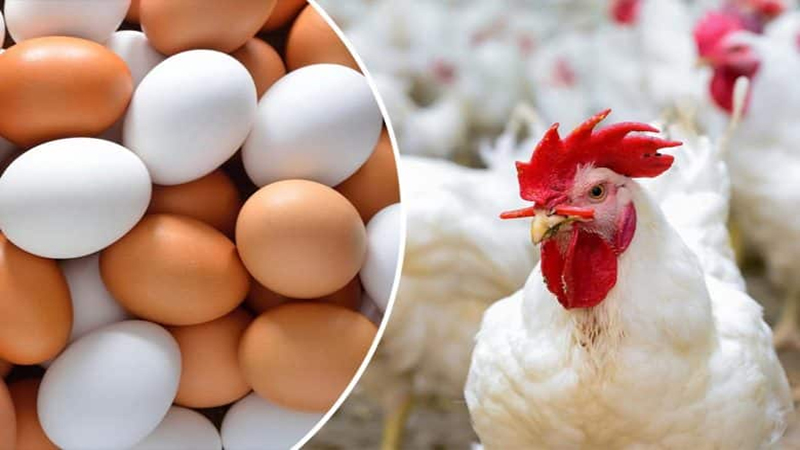 أستقرار اسعار الدواجن واللحوم والبيض في الأسواق