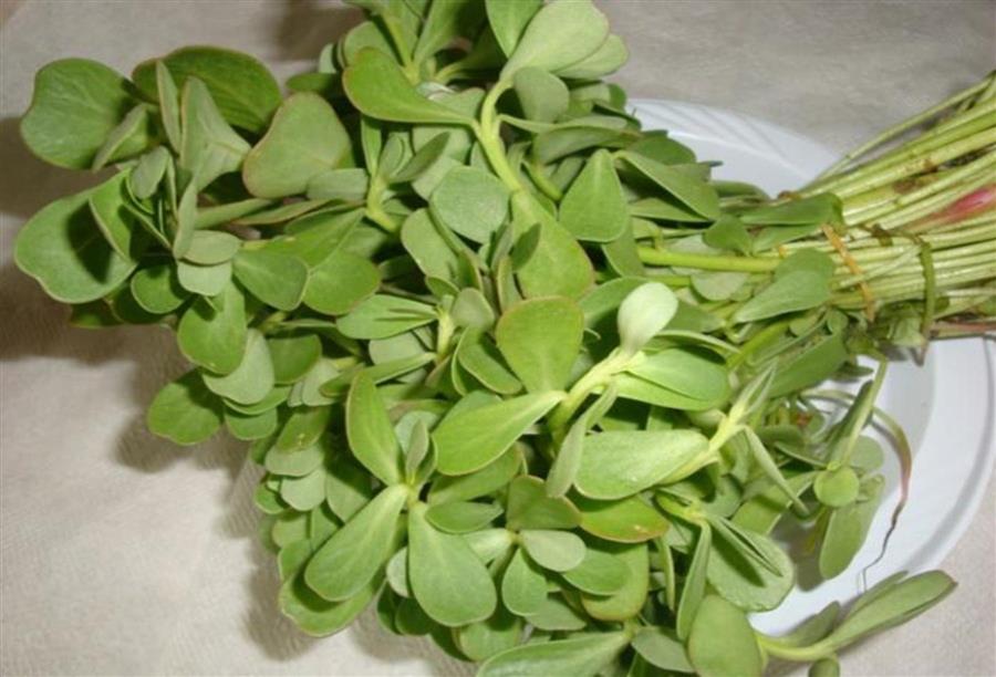 فوائد صحية غير متوقعة لنبتة البقلة