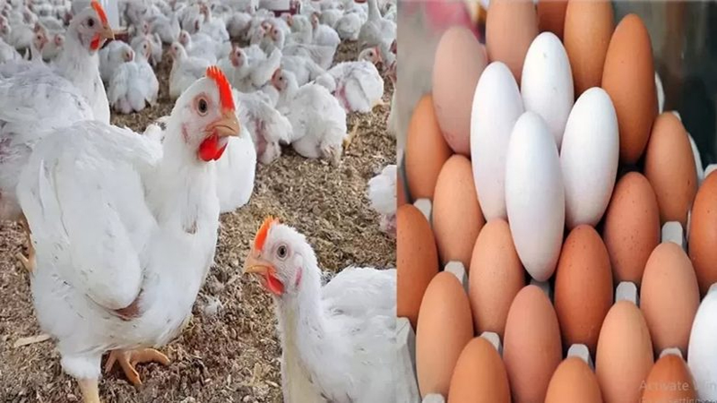 أسعار الدواجن والبيض واللحوم اليوم بالأسواق