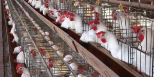 تذبذب اسعار الدواجن والبيض مابين الارتفاع والانخفاض واستقرار اللحوم اليوم بالأسواق