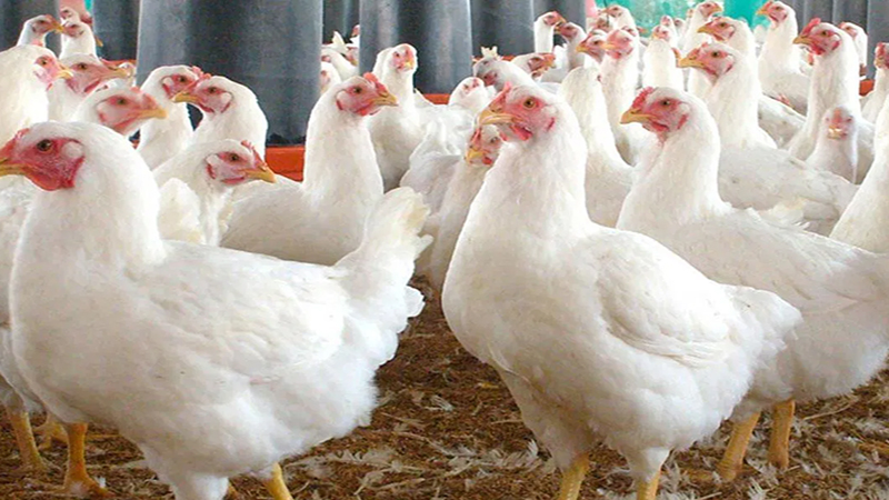 أسعار الدواجن والبيض واللحوم اليوم بالأسواق