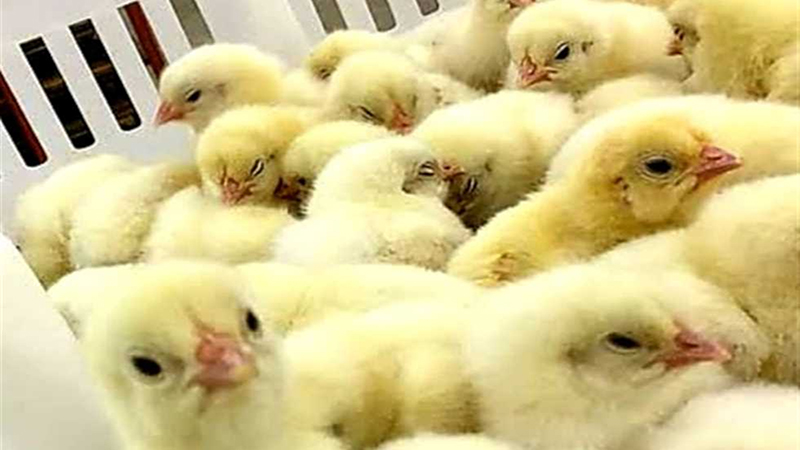 الكتكوت «نافش ريشه» فى سوق الدواجن