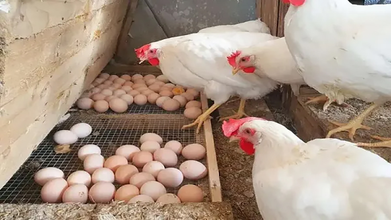 تراجع أسعار الدواجن واستقرار البيض واللحوم اليوم بالأسواق