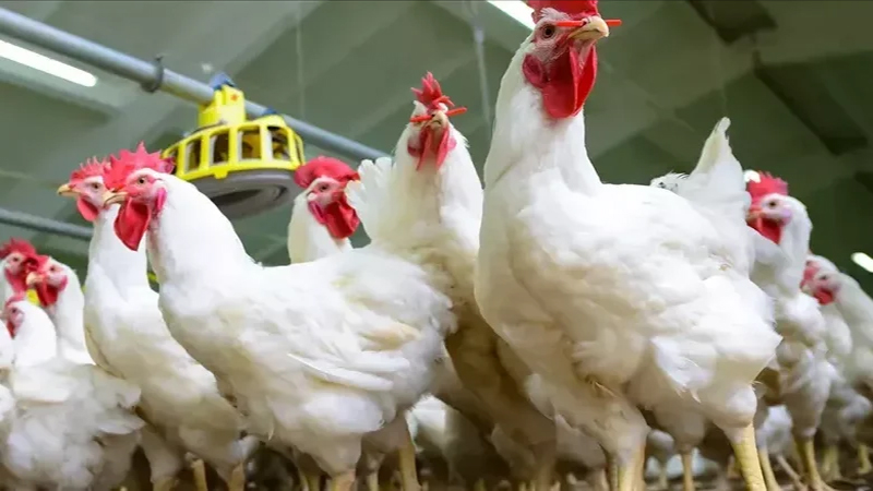 أسعار الدواجن والبيض اليوم واالحوم اليوم بالأسواق