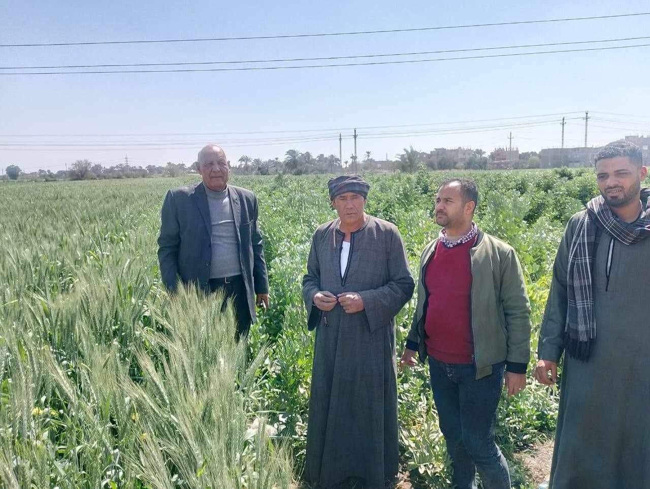 وكيل زراعة أسيوط يتفقد زراعات المحاصيل الشتوية بمركزي أبنوب والفتح