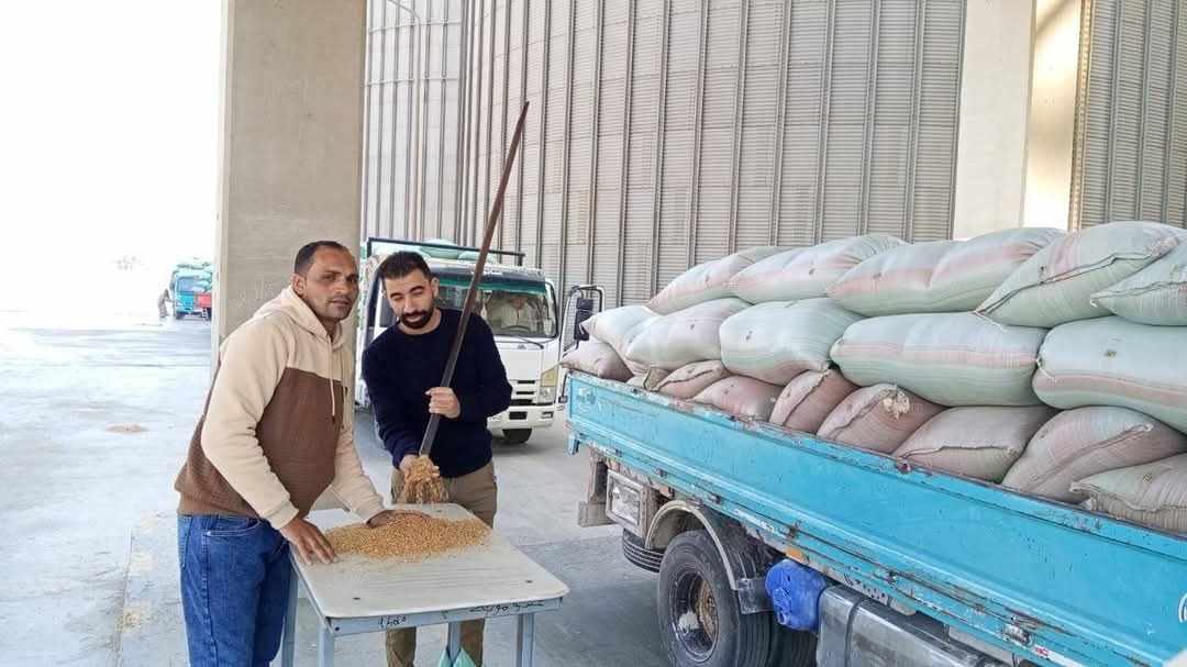 شون وصوامع المنيا تستقبل 16630 أطنان من القمح