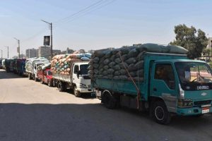 شون وصوامع المنيا تستقبل 3877 طناً من محصول القمح لموسم حصاد 2025