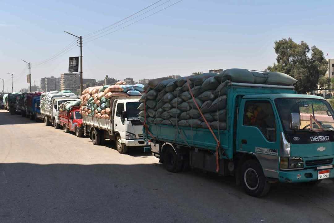 شون وصوامع المنيا تستقبل 3877 طناً من محصول القمح لموسم حصاد 2025