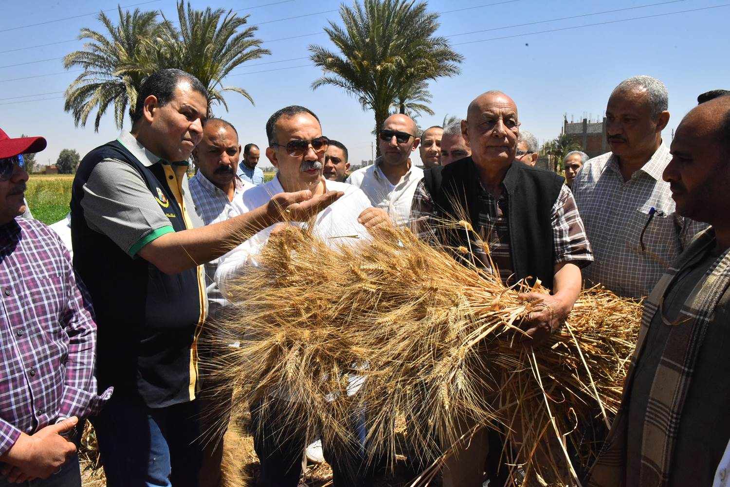 محافظ أسيوط يشهد بدء موسم حصاد القمح “الذهب الأصفر” بإحدى الحقول بقرية درنكه