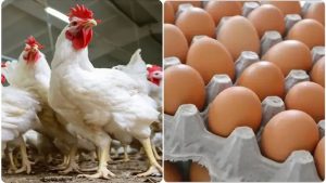 استقرار أسعار الدواجن والبيض و اللحوم اليوم بالأسواق