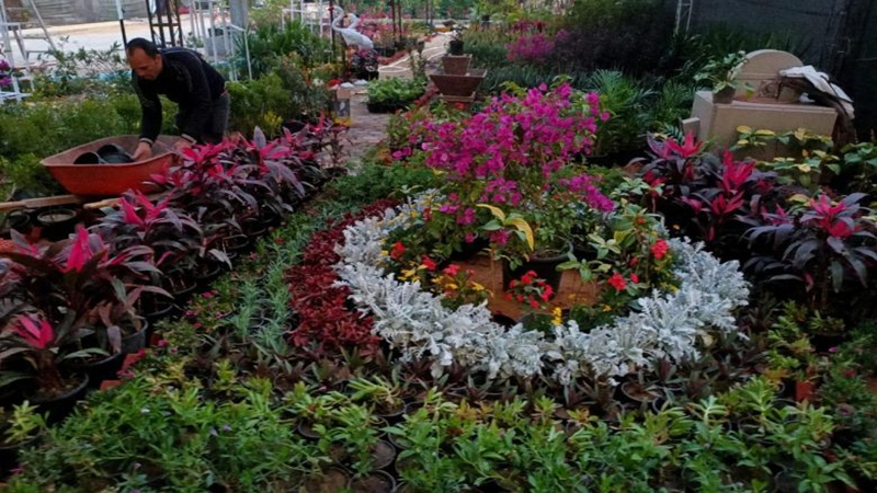 “الزراعة”: ألوان الطبيعة وأعياد الربيع تزين المتحف الزراعي في معرض زهور الربيع 2025