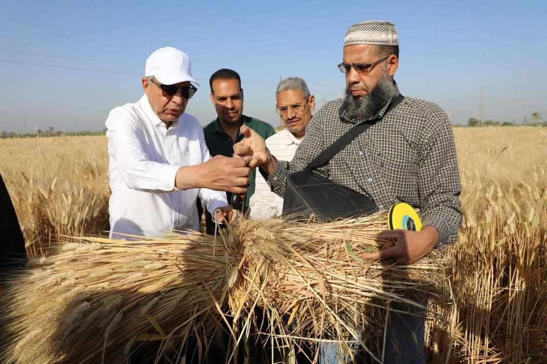 محافظ المنيا يشارك الفلاحين فرحة حصاد القمح.. ويؤكد: دعمنا لا محدود للمزارعين و الموردين