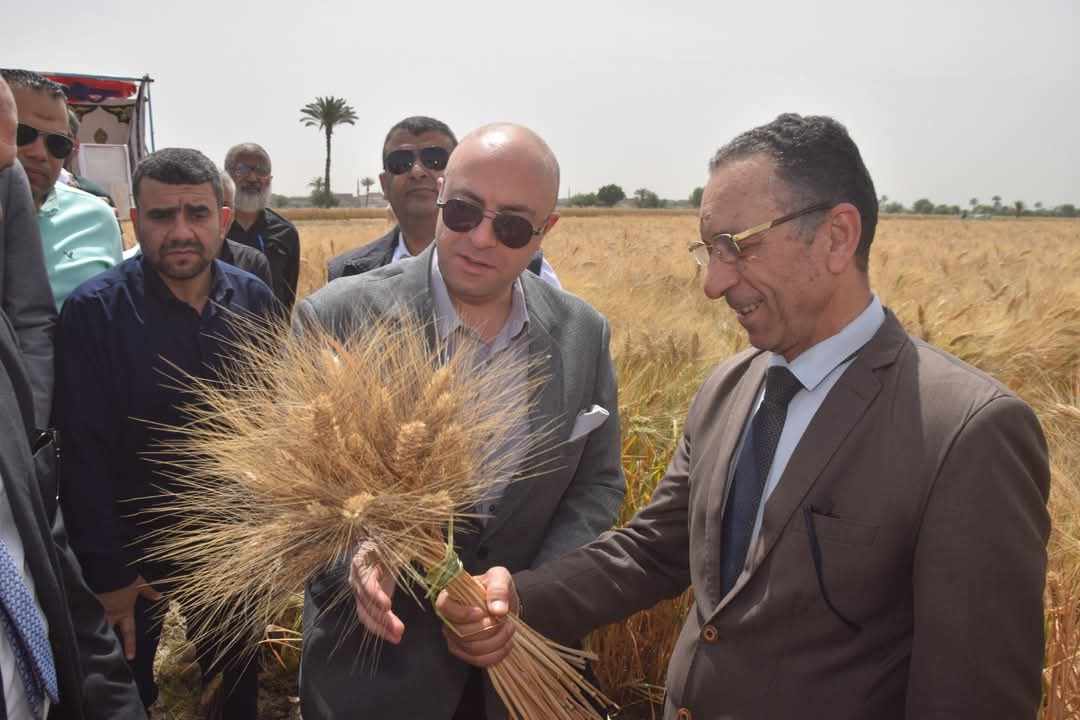 بإجمالي 108 ألف فدان على مستوى المحافظة : محافظ بني سويف يفتتح موسم حصاد القمح