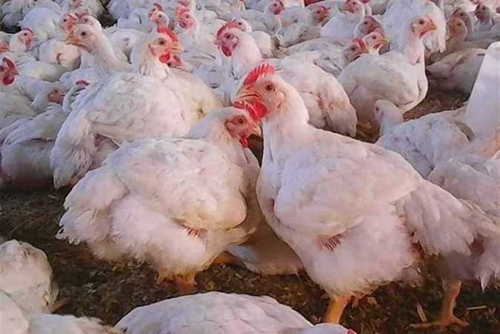 مفاجأة في أسعار الدواجن اليوم بالأسواق