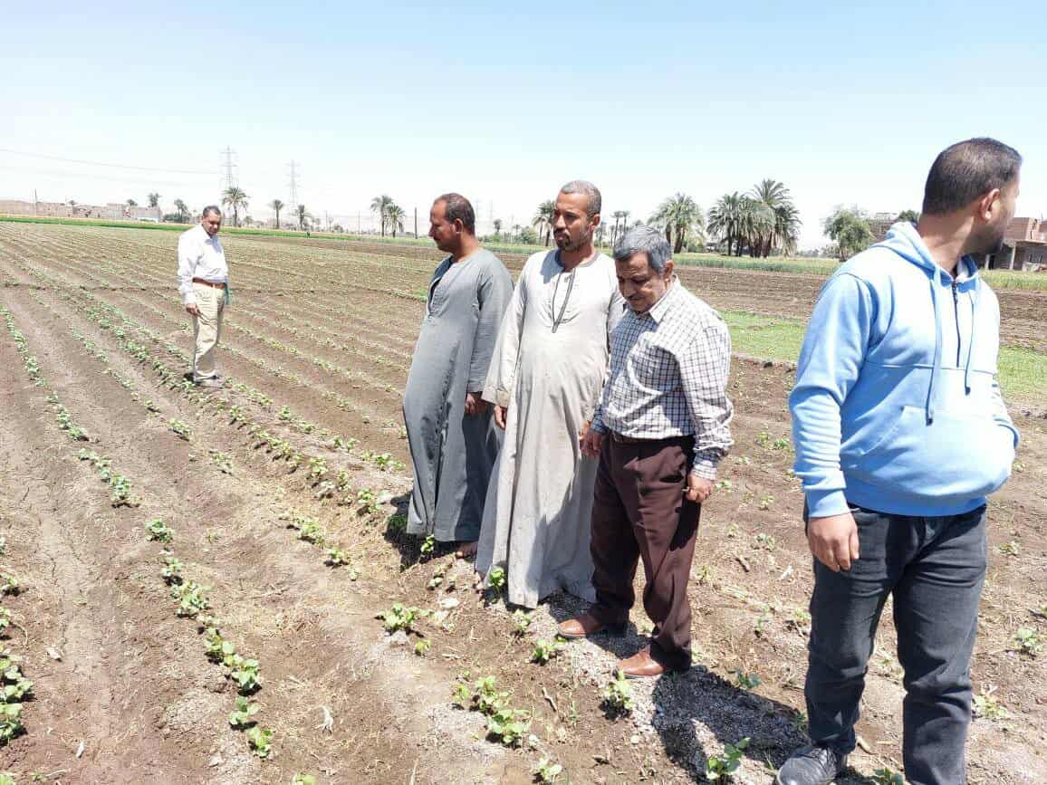 وكيل زراعة أسيوط يتفقد زراعات القطن الحديثة بمركز أبنوب
