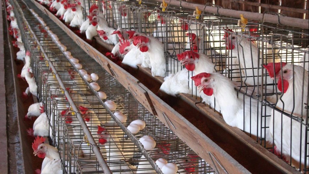 أسعار الدواجن والبيض واللحوم اليوم بالأسواق