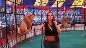 اليوم..  أولى جلسات محاكمة مدربة الأسود “أنوسة كوته” في واقعة عامل سيرك طنطا