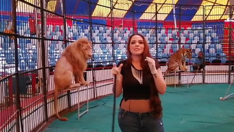 اليوم..  أولى جلسات محاكمة مدربة الأسود “أنوسة كوته” في واقعة عامل سيرك طنطا