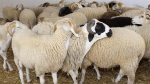  أسعار الأضاحي في مصر 2025 …زيادات تصل لـ 15% وهذه الأسباب