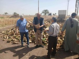 وكيل زراعة أسيوط يتفقد زراعات البنجر وحصاد وتوريد القمح