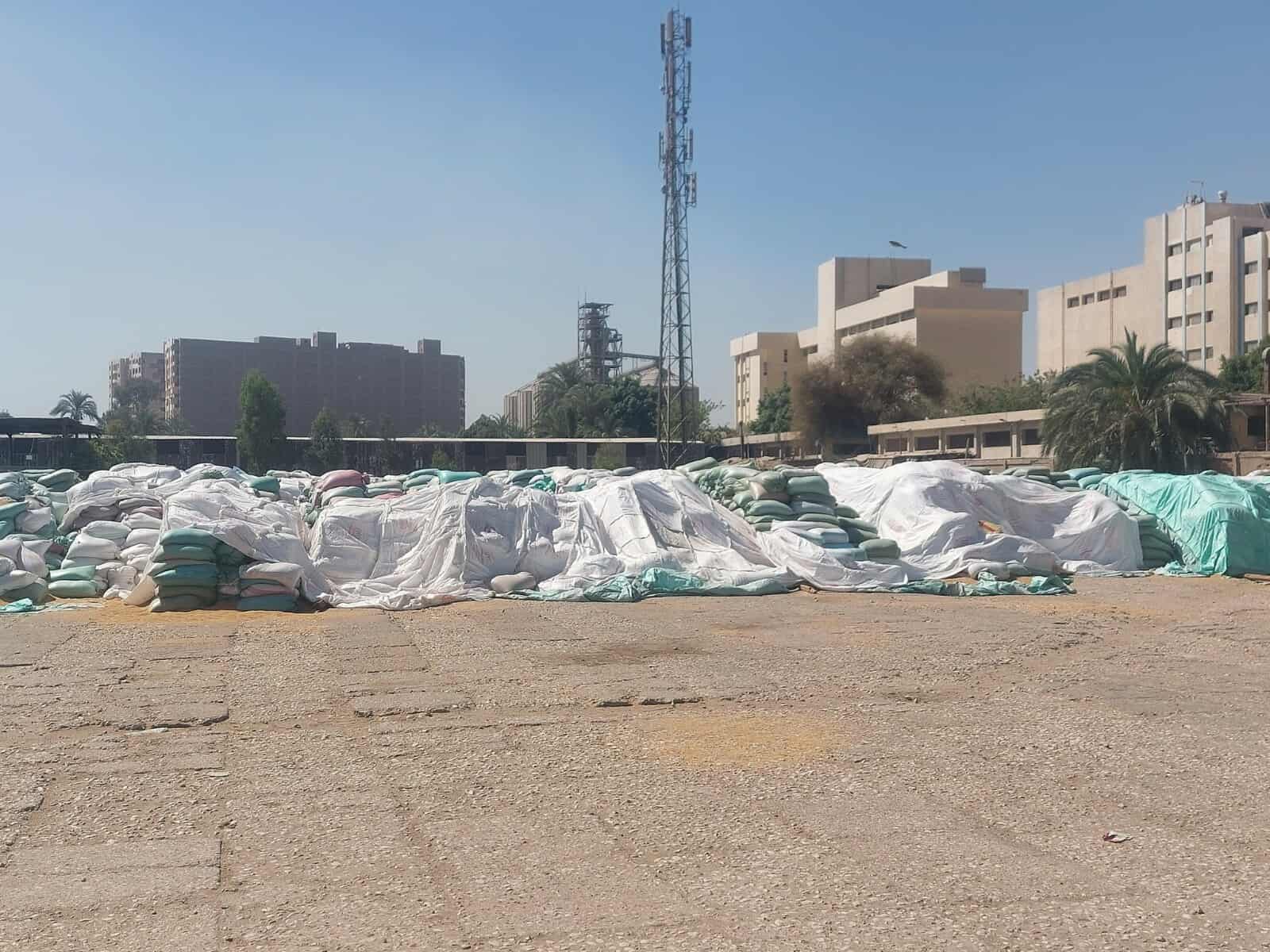 محافظ أسيوط: توريد 132 ألف طن قمح محلي لـ 28 موقعاً تخزينياً بالمراكز