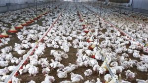 اتحاد منتجي الدواجن يكشف حقيقة شائعات نفوق 30% من الثروة الداجنة نتيجة وباء