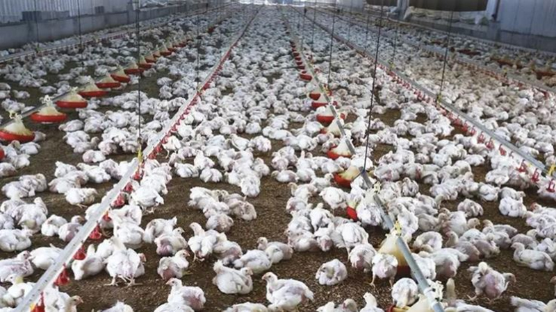 اتحاد منتجي الدواجن يكشف حقيقة شائعات نفوق 30% من الثروة الداجنة نتيجة وباء