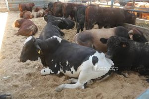 تطورات أسعار الأضاحي في مصر خلال آخر 3 أعوام