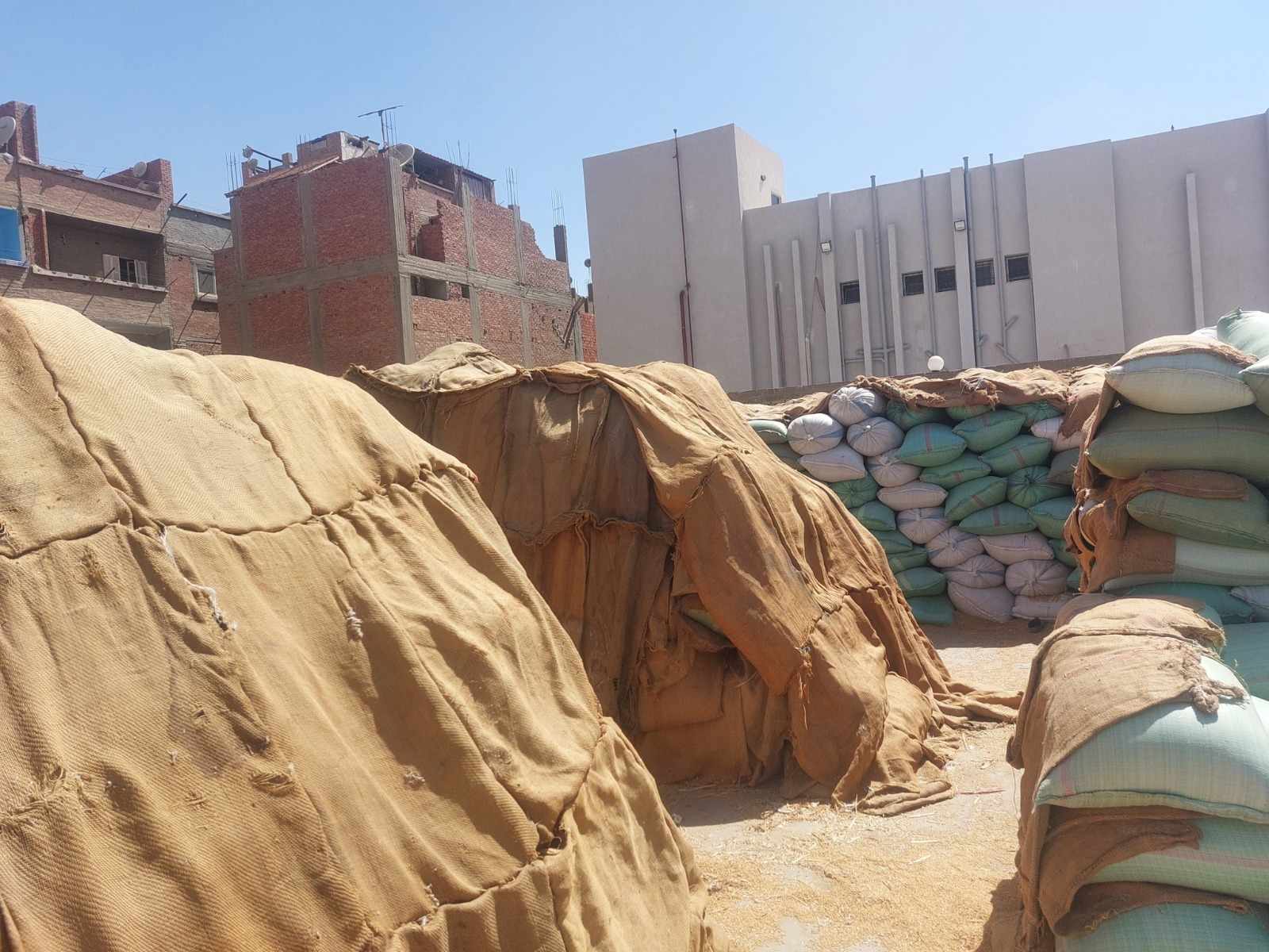 توريد 153 ألف طن من القمح المحلي في أسيوط