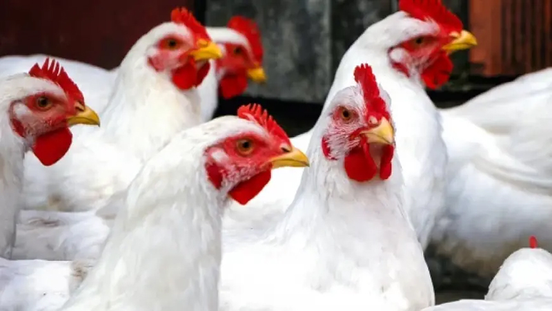 أسعار الدواجن والبيض واللحوم اليوم بالأسواق