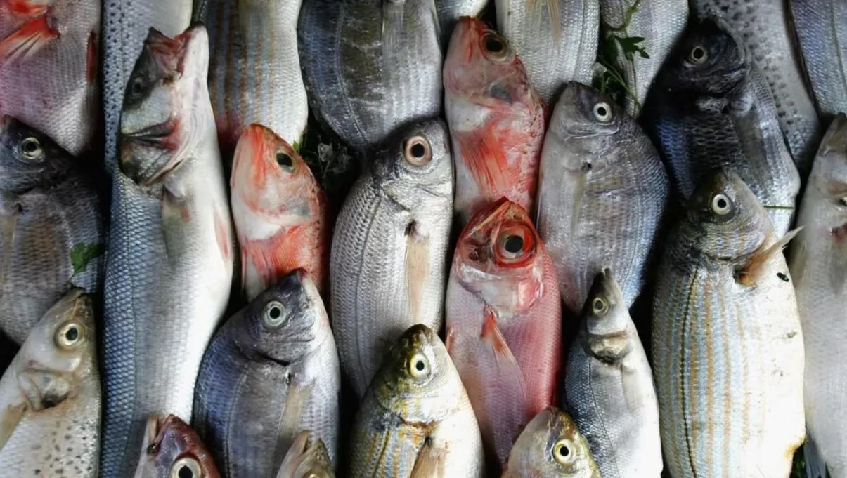 تراجع أسعار الأسماك والمأكولات البحرية اليوم