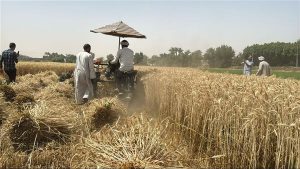 الزراعة: نستهدف الوصول لـ10 مليون طن قمح هذا العام