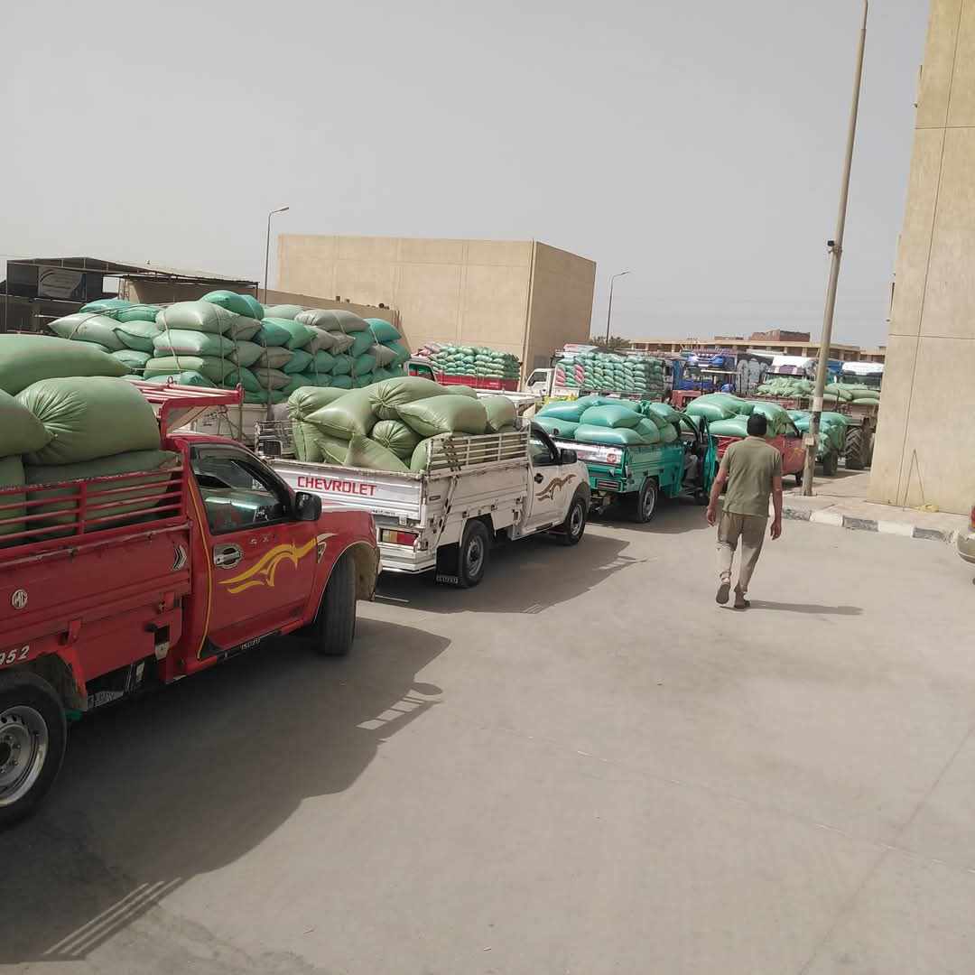 محافظ المنيا: توريد أكثر من 442 ألف طن قمح حتى الآن