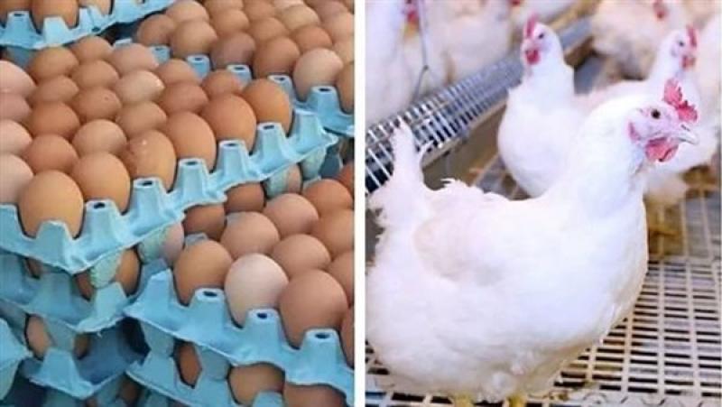 أسعار الدواجن والبيض واللحوم بالأسواق اليوم الخميس