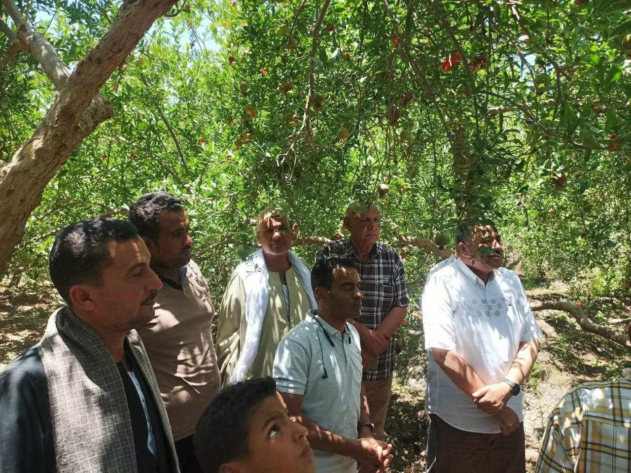 لقاءات دورية مع مزارعي الرمان لبحث التحديات ودعم الصناعة الزراعية بأسيوط