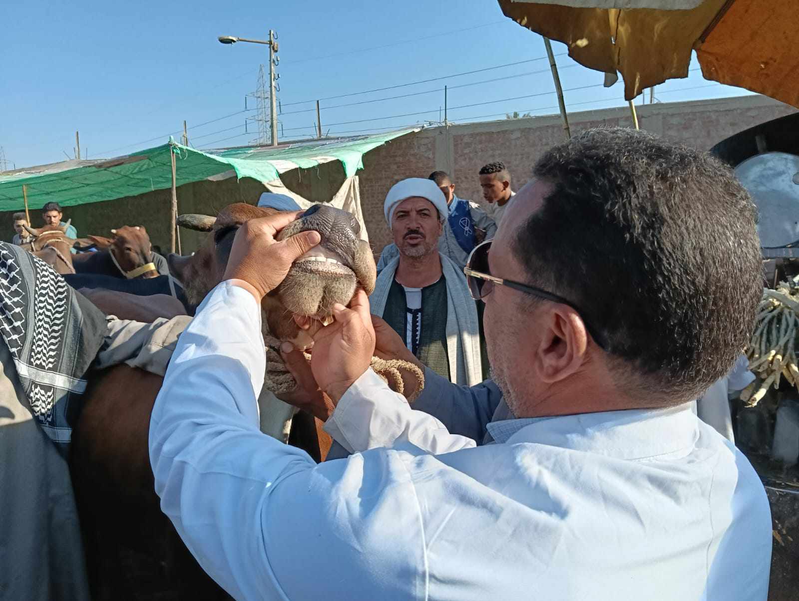 بالمجان.. الجيزة: فتح ٢٣ مجزرًا أمام المواطنين خلال أيام عيد الأضحى المبارك