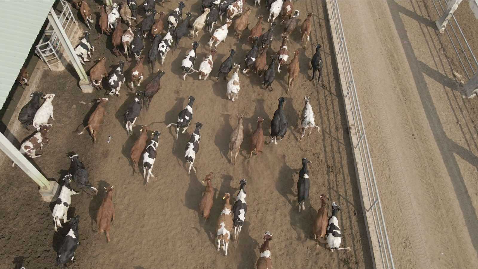 إطلاق برنامج بنك الطعام المصري لصك الأضحية للعام العشرين على التوالي للأسر الأكثر احتياجاً