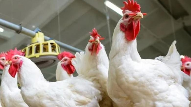 أسعار الدواجن والبيض في الأسواق اليوم السبت