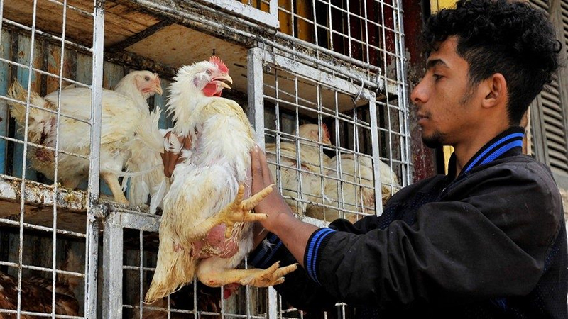 هبوط أسعار الدواجن والبيض واستقرار اللحوم اليوم بالأسواق